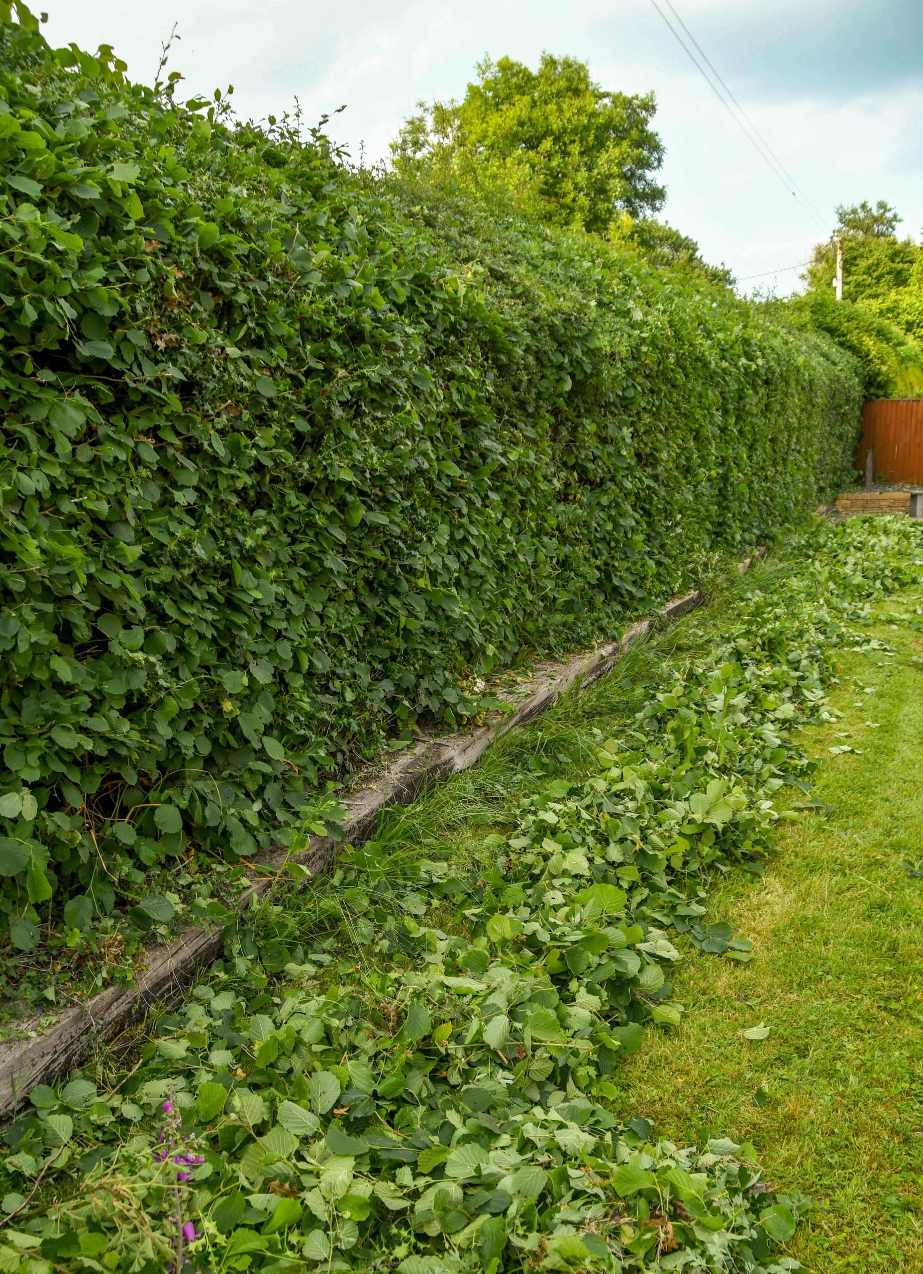 Garden Maintenance Mitcham CR4