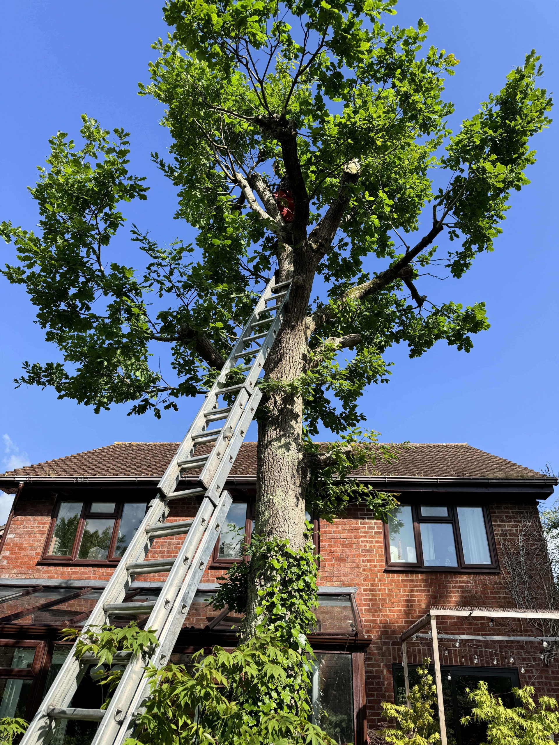 Arborists/Tree Services Mitcham CR4